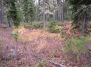 Newton Creek Oct 16 2005 078 